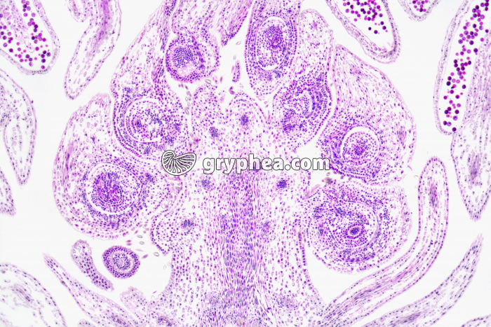 Tilleul - Bourgeon floral (méristèmes) CL x10 - gryphea.com